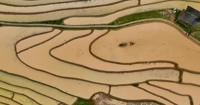 Hmong farmers prepare their fields and plant rice on terraced fields in Mu Cang Chai, Yen Bai. Photo taken in Yen Bai on June 22, 2025.	
