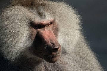 Baboon Portrait Zoo Animal Closeup. A hamadryas baboon stares intensely at the camera, its long, gray fur and prominent snout visible.