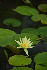 黄色いスイレン