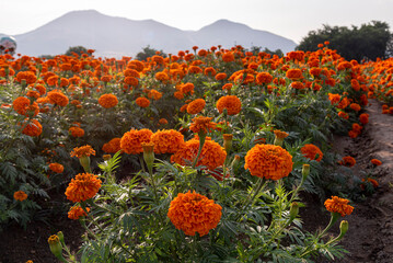 cempasúchil, flor de cempasúchil, campo de cempasúchil, flores de cempasúchil, flor de muerto, flor tradicional mexicana, día de muertos, naturaleza, campo mexicano, paisaje, paisaje mexicano, montaña