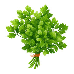 A bunch of fresh green parsley is tied together with a string