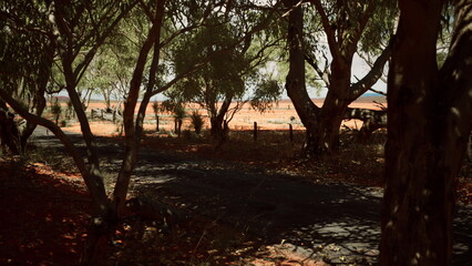 A peaceful road winds through lush trees, leading into an expansive landscape. The sunlight filters through the leaves, casting playful shadows on the ground.