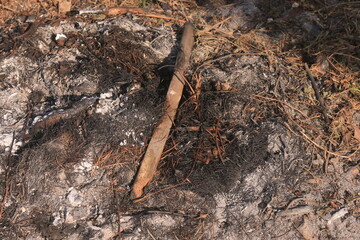 Ashes from burning dry leaves collected together