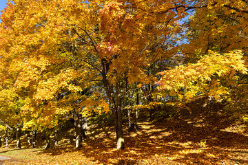 Vibrant autumn foliage in a park on a sunny October day, Riga, Latvia. The brief autumn beauty of the environment.