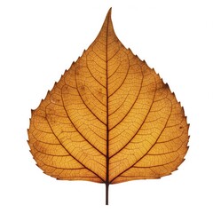 Fototapeta premium Close Up Of Golden Autumn Leaf Against A White Background