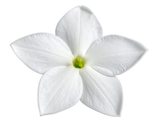 Obraz premium Single Stephanotis Bloom, Front View, Isolated on Transparent Background