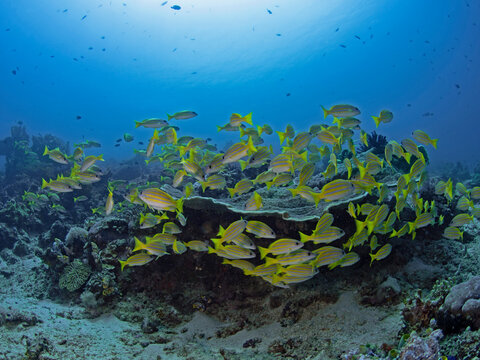 Bluelined Snapper - Lutjanus kasmira - Blaustreifen Schnapper