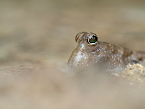 Mudskipper nearby, Schlammspringer aus n&auml;chster N&auml;he