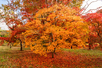 spectacular autumn colours on the trees in Wales UK