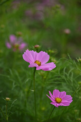 ピンク色のコスモス