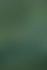 Gradient Green: A serene green background image perfect for various design purposes, evoking a sense of tranquility and adaptability. 