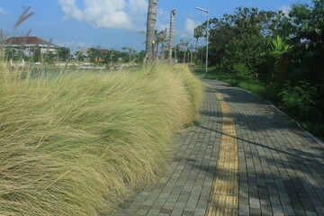 beautiful ornamental grass plants as garden decorations planted in city parks