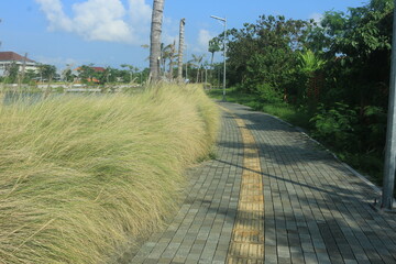 beautiful ornamental grass plants as garden decorations planted in city parks