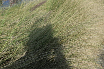 beautiful ornamental grass plants as garden decorations planted in city parks