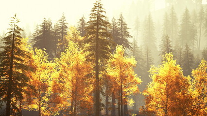 Fototapeta premium Tall evergreens and vibrant golden trees fill the landscape as morning mist envelops the forest. Sunlight filters through the branches, creating an enchanting atmosphere.