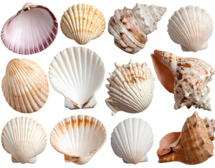 Collection of Empty Seashells in Varied Shapes, isolated on transparent background.