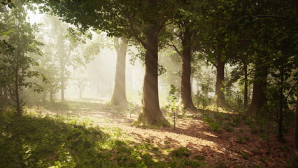Morning light softly breaks through the dense foliage of tall trees in a tranquil forest. The ground is carpeted with leaves, creating a peaceful atmosphere for nature lovers.