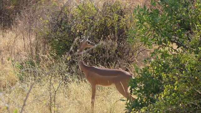 A slender necked gerenuk antelope standing alertly among dry grass and acacia bush in Samburu National Reserve Kenya Unique East African wildlife.