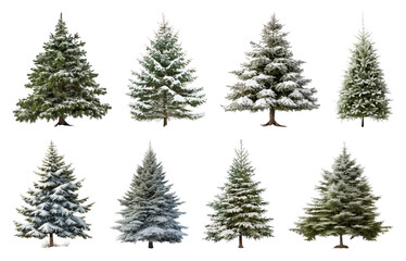 PNG Snow-covered evergreen trees collection, element set on transparent background