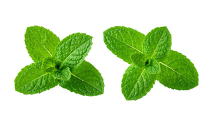 Green Mint Herb Leaf Bundle with Dew, isolated on transparent background