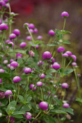 ピンク色の千日紅