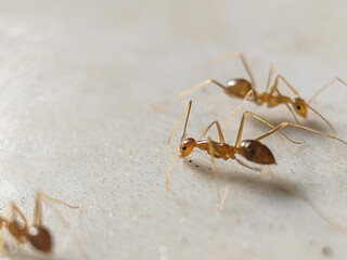 Close-up of a pharaoh ant (Monomorium pharaonis), macro detail of a pharaoh ant, ant colony on the floor of a house in search of food.