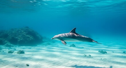 Naklejka premium Single dolphin swims in clear blue ocean water over sandy seabed underwater