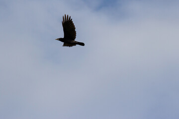Flying rook on a gray sky background. Copy space.