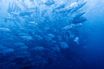 School of bigeye trevally on Koh Tao, Thailand