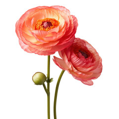 Close up of two peach colored ranunculus flowers with a black background transparent background, png