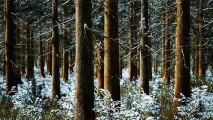 Fototapeta premium In a serene winter landscape, tall trees rise amidst soft snow that blankets the forest floor, creating a tranquil and enchanting atmosphere in a secluded woodland.