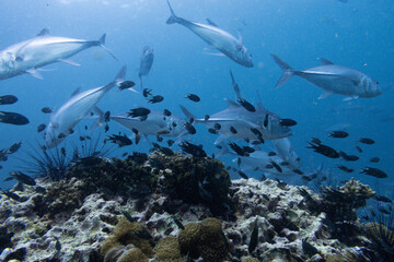 Fototapeta premium School of bigeye trevally on Koh Tao, Thailand