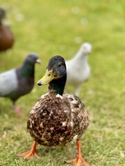 duck in the park