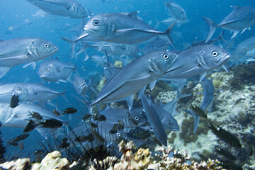 School of bigeye trevally on Koh Tao, Thailand