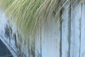beautiful ornamental grass plants as garden decorations planted in city parks