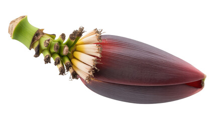 Close up of banana flower on black background edible blossom