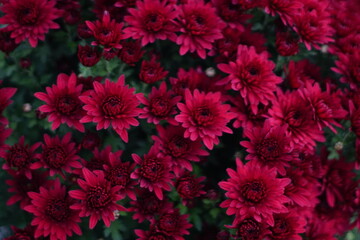 Red chrysanthemums close-up