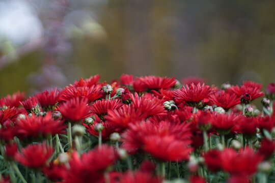 Red chrysanthemums close-up - Powered by Adobe