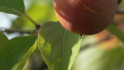 Persimmon Fruit Tree. Single ripening fruit on branch surrounded by green leaves, outdoors, autumn.
