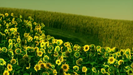Selbstklebende Fototapeten Gelb Golden sunflowers stretch across a vast green field, their faces turned towards the sun. The warm light casts a beautiful glow, enhancing the serene landscape at dusk.  © icetray