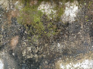 Mossy Aged Wall Texture. Close-up of old moss-covered concrete wall showing weathered stains and natural decay texture