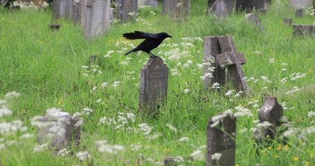 Black crow perches on a weathered stone cross in an overgrown cemetery, surrounded by tall grass and wildflowers. Quiet mood of mortality, mystery, and watchful presence. - Powered by Adobe