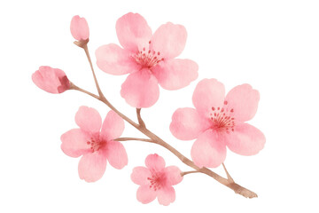 Cherry blossom branch with delicate pink sakura flowers in watercolor, symbolizing spring season and japan culture
