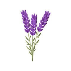 Illustration of a purple lavender flower on a transparent background. Flower garden