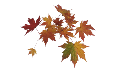 Colorful Autumn Maple Leaves Falling Isolated on White Vibrant Red, Orange, and Yellow Foliage