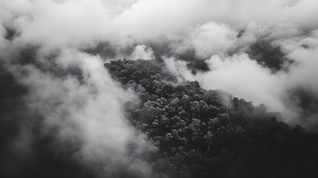 Aerial drone view of a moody black and white forest shrouded in fog. Bird's-eye perspective of a mysterious jungle mountain canopy - Powered by Adobe