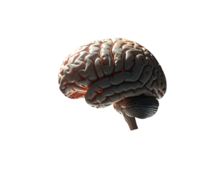  Human Brain with Subtle Glow Suspended Above Surface, moody lighting, gray backdrop