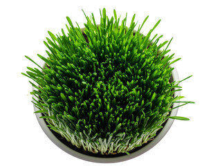 Top-Down View of Fresh Chives in Small Pot, minimal style on white background