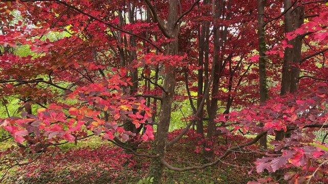 .Red branches of parrotia persica