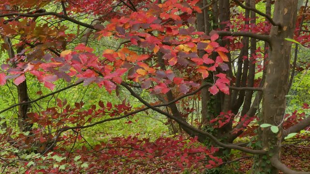 Red autumn crown of Parrotia persica (Persian ironwood) in the park.